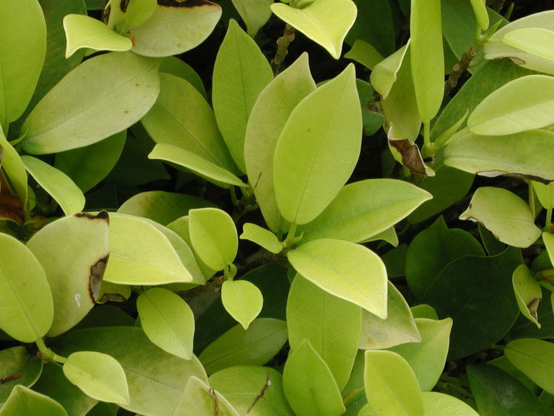 手持葉面積儀使用更便攜