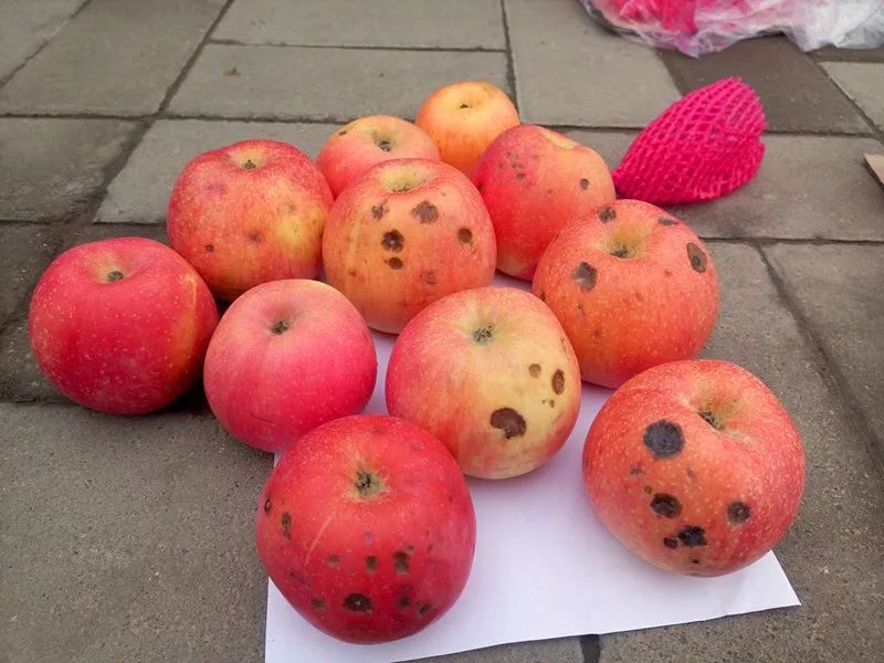 食品中的真菌毒素要怎么檢測(cè) 食品中的真菌毒素要怎么檢測(cè)