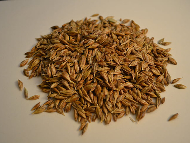 小麥嘔吐毒素怎么檢測 小麥嘔吐毒素怎么檢測