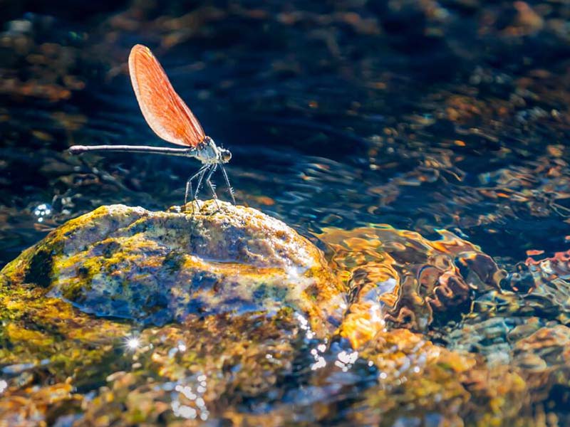 水質(zhì)總磷快速測(cè)定儀如何操作