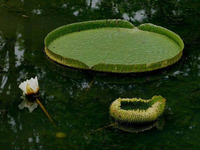 水源藻類爆發(fā)的原因