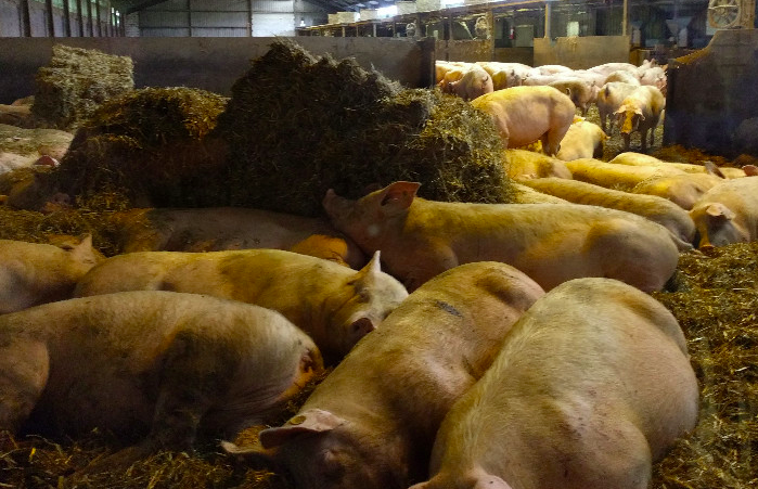 養(yǎng)豬場(chǎng)污水處理方法有哪些？選對(duì)工藝成本低效果好！