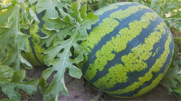 果蔬農(nóng)藥殘留速測儀檢測水果農(nóng)殘