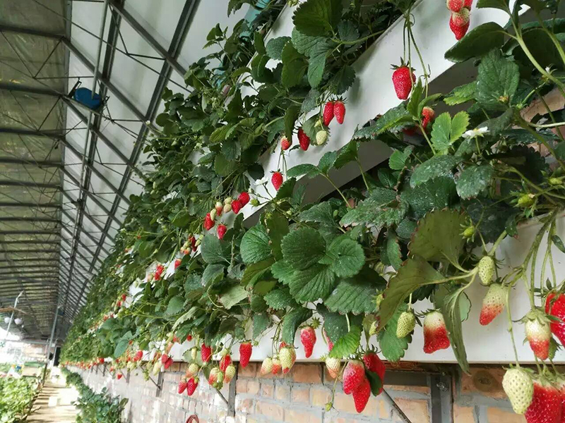 土壤水分測(cè)量?jī)x